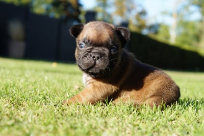Les chiots de Bouledogue français