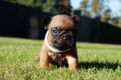 Les chiots de Bouledogue français