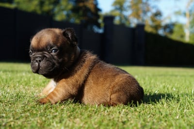 Les chiots de Bouledogue français