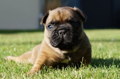 Les chiots de Bouledogue français