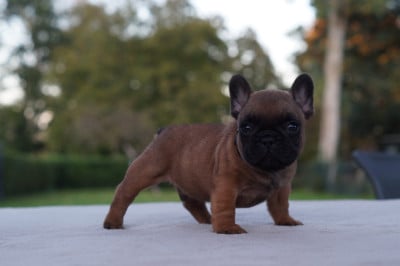 Les chiots de Bouledogue français