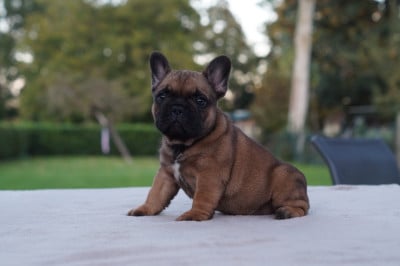 Les chiots de Bouledogue français