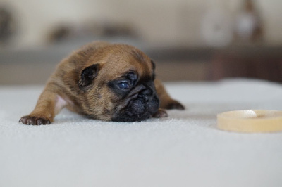 Les chiots de Bouledogue français