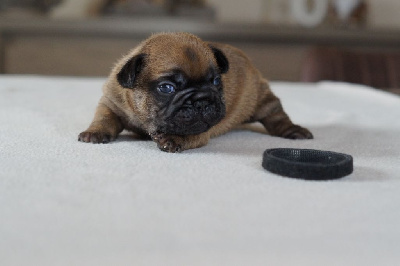 Les chiots de Bouledogue français