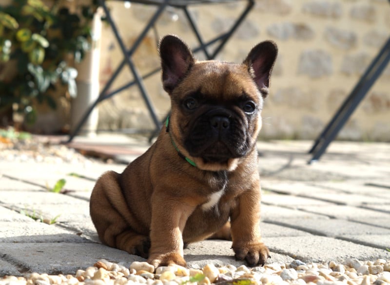 Bouledogue français - Des Bulls De L'Odon