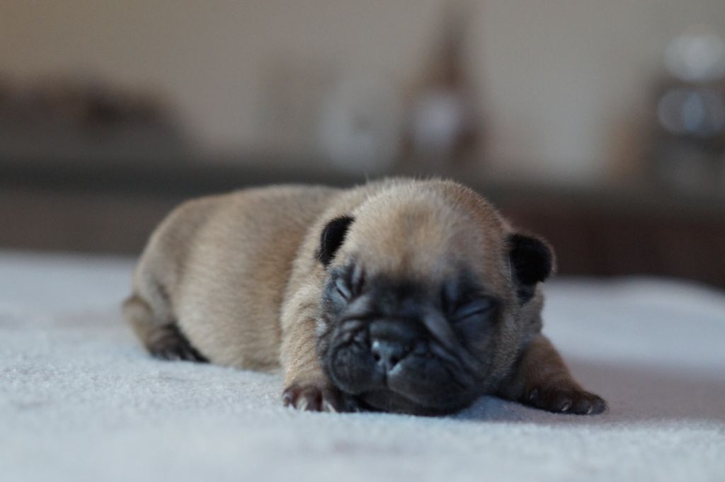 Bouledogue français - Des Bulls De L'Odon