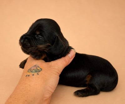Les chiots de Teckel poil long