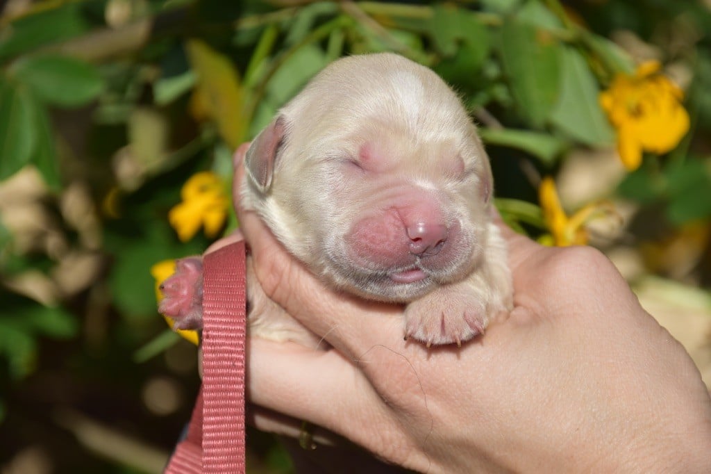 Collier rouge - Golden Retriever