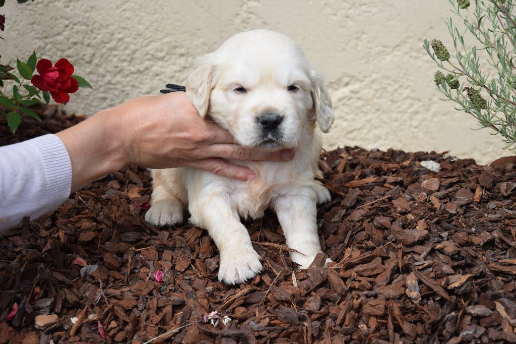 CHIOT - Golden Retriever