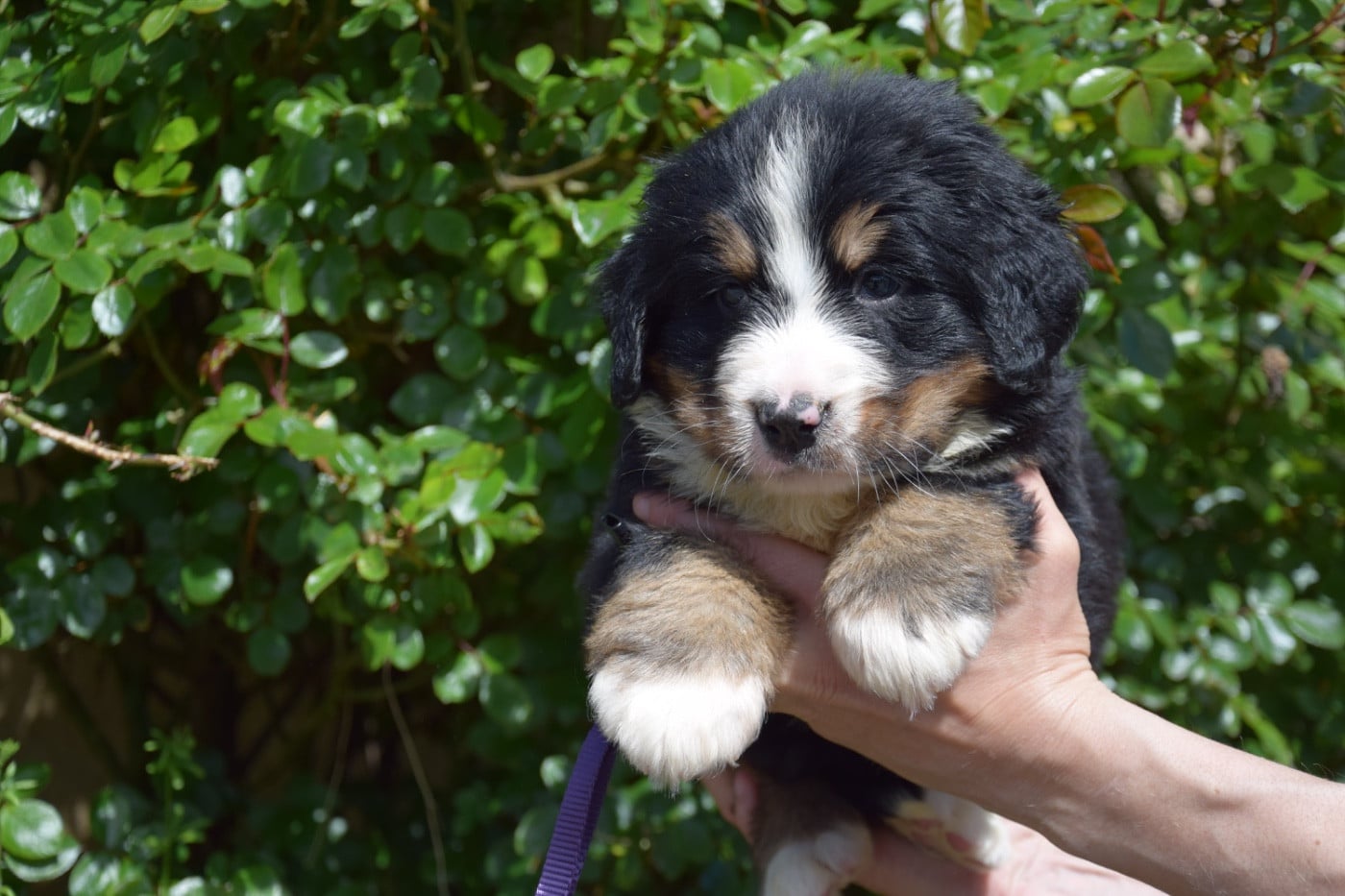 collier violet - Bouvier Bernois