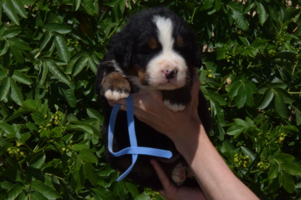 Chiot Elevage Du Royaume De Goldie Eleveur De Chiens Bouvier Bernois