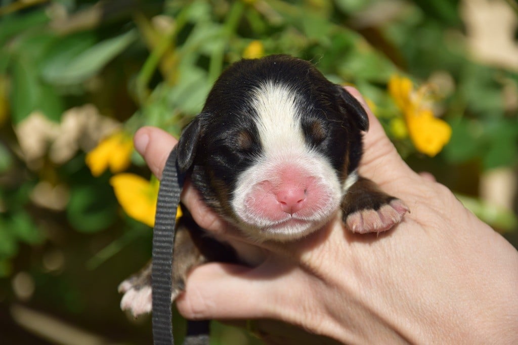 Collier noir - Bouvier Bernois