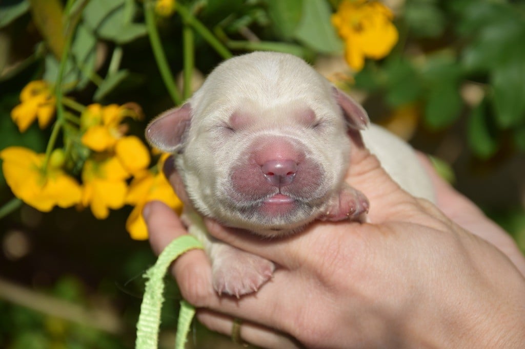Collier vert clair - Golden Retriever