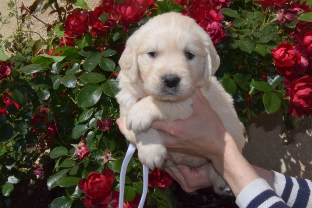 Chiot Golden Retriever, collier blanc, mâle disponible en