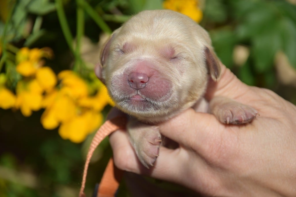Collier orange - Golden Retriever
