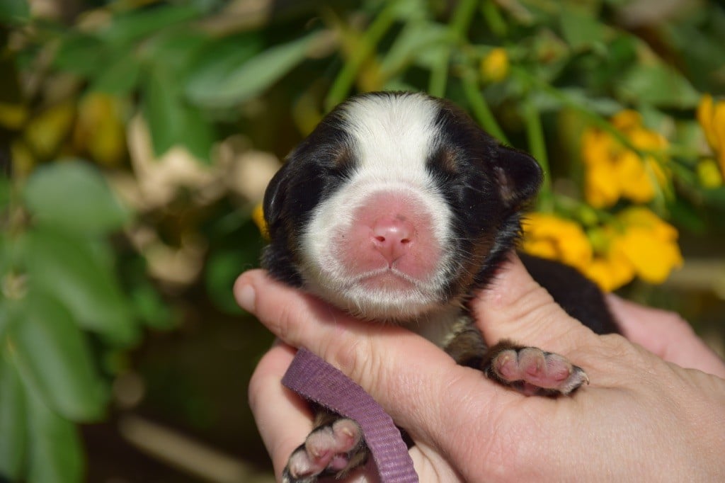 Collier violet - Bouvier Bernois
