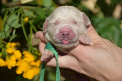 Les chiots de Golden Retriever