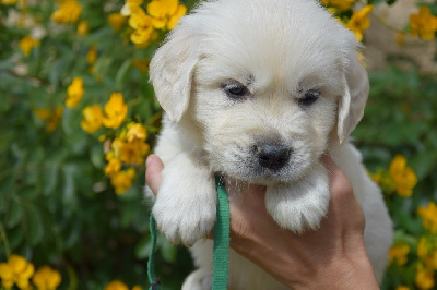 Les chiots de Golden Retriever
