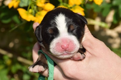 Les chiots de Bouvier Bernois