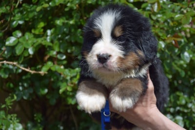 Les chiots de Bouvier Bernois