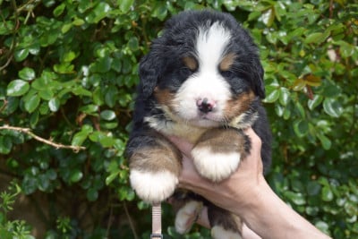 Les chiots de Bouvier Bernois