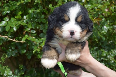 Les chiots de Bouvier Bernois