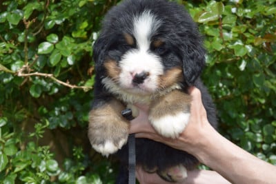 Les chiots de Bouvier Bernois