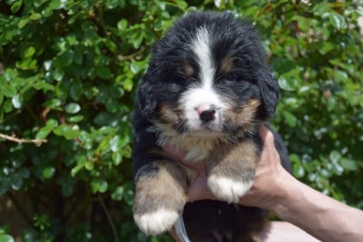 Les chiots de Bouvier Bernois