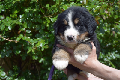 Les chiots de Bouvier Bernois