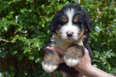 Les chiots de Bouvier Bernois