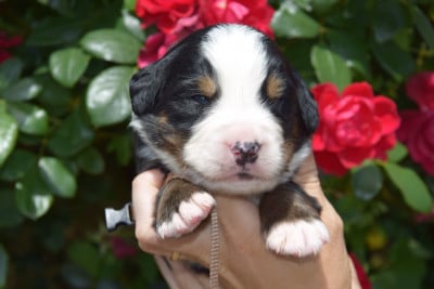 Les chiots de Bouvier Bernois