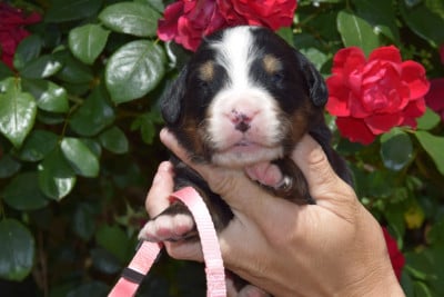 Collier rose - Bouvier Bernois