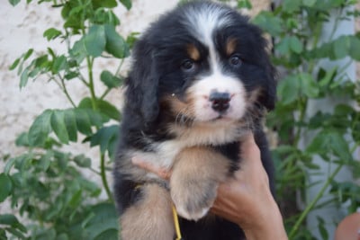 Les chiots de Bouvier Bernois