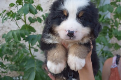 Les chiots de Bouvier Bernois