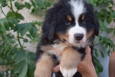 Les chiots de Bouvier Bernois