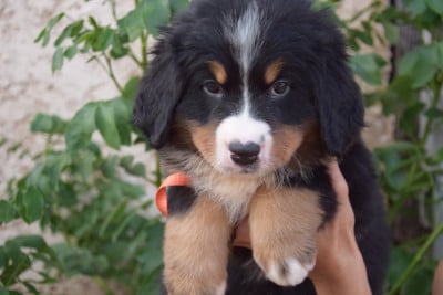 Les chiots de Bouvier Bernois