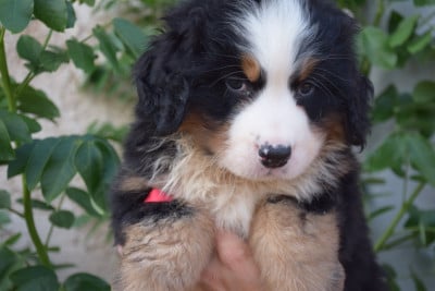 Les chiots de Bouvier Bernois