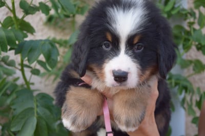 Les chiots de Bouvier Bernois