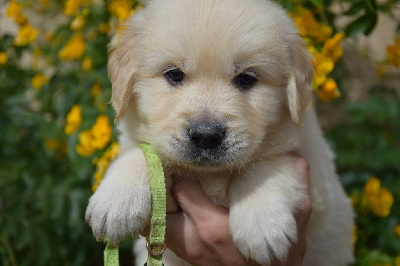 Les chiots de Golden Retriever