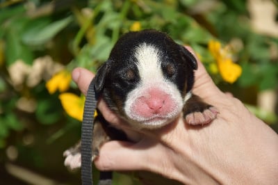 Les chiots de Bouvier Bernois