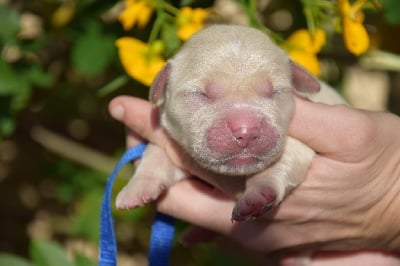 Les chiots de Golden Retriever
