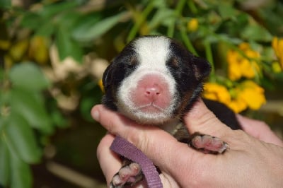 Les chiots de Bouvier Bernois