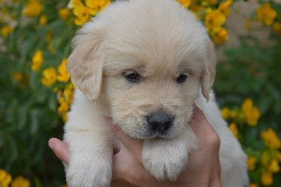 Les chiots de Golden Retriever