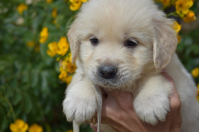 Les chiots de Golden Retriever