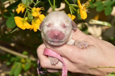 Les chiots de Golden Retriever