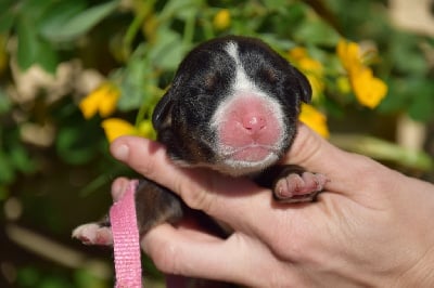 Les chiots de Bouvier Bernois