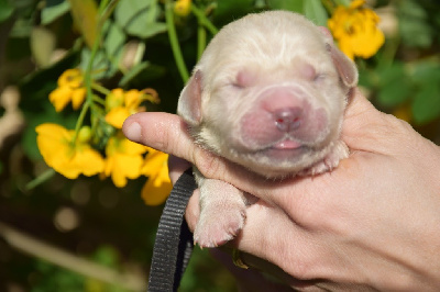Les chiots de Golden Retriever