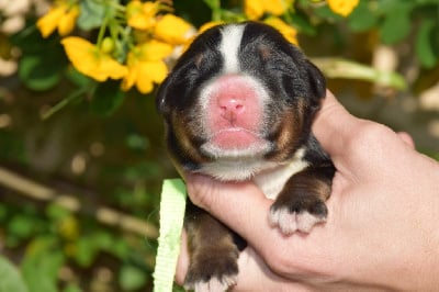 Les chiots de Bouvier Bernois