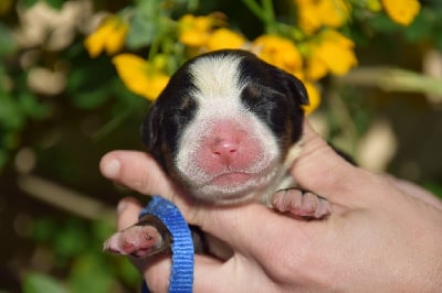 Les chiots de Bouvier Bernois