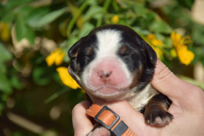 Les chiots de Bouvier Bernois